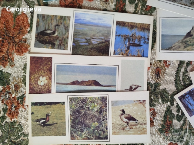 картички със птици и календар с картички, снимка 3 - Филателия - 53738458