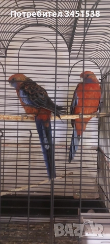 Папагали Пенантова розела 