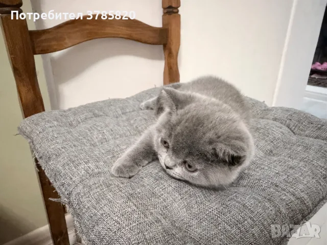 Британско късокосместо коте момче, снимка 4 - Британска късокосместа - 55842510