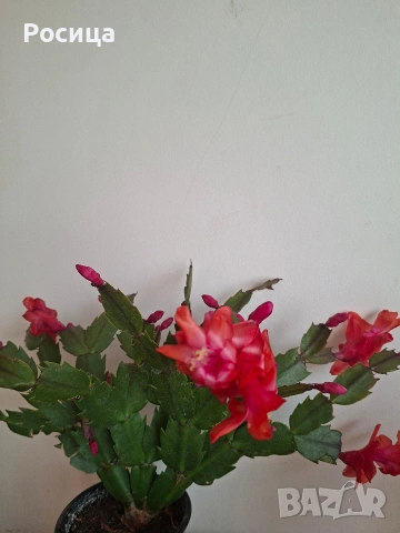 коледничета , снимка 2 - Стайни растения - 53474795