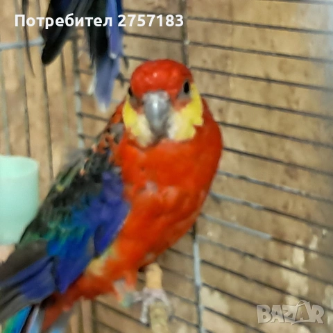 продавам жълто буза розела мъжка 2024