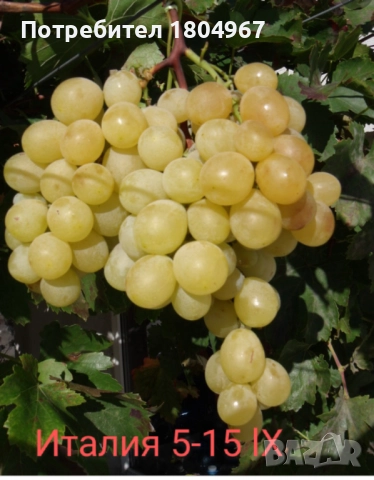 Лозов посадъчен материал , снимка 11 - Разсади - 52487852