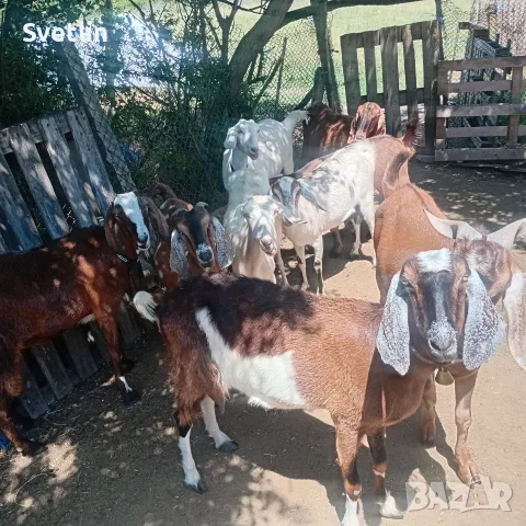 5 кози 3 женски ярета 1бр пръч