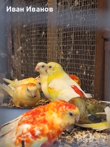 пойни папагали, снимка 3 - Папагали - 51924627