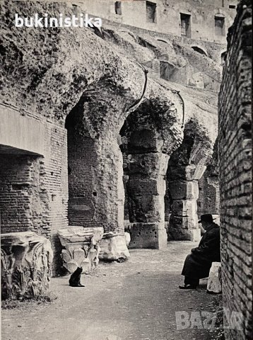 "Koty przed obiektywem"- Котки пред обектива на полски, снимка 4 - Специализирана литература - 41653026