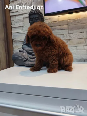 Пудел Той/Poodle Toy, снимка 4 - Пудели - 56294986