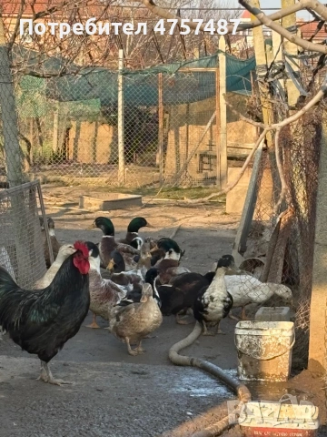 Патици, снимка 2 - Патици и гъски - 53742062