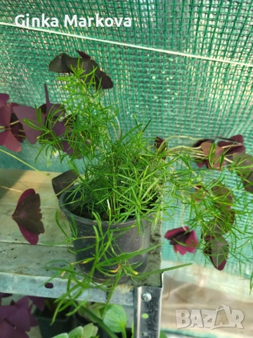 Малък Аспарагус - 4,99лв. Голям Аспарагус- 14,99лв., снимка 2 - Стайни растения - 52111882