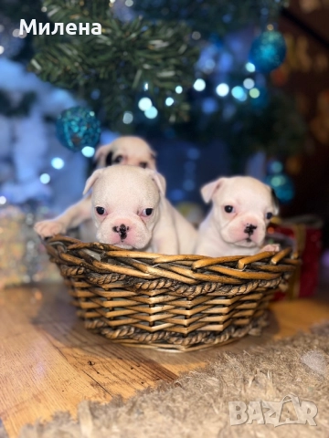 Френски булдог , снимка 2 - Френски булдог - 52563211