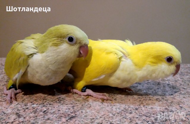 Папагали монах-2025