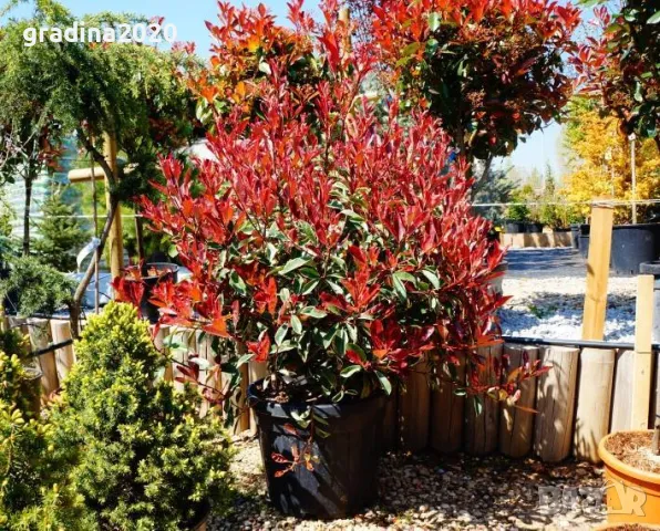 Фотиния - Налични 2 вида, снимка 5 - Други - 41432363