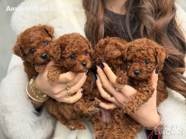 Той пудел ред браун , снимка 2 - Други - 52886172