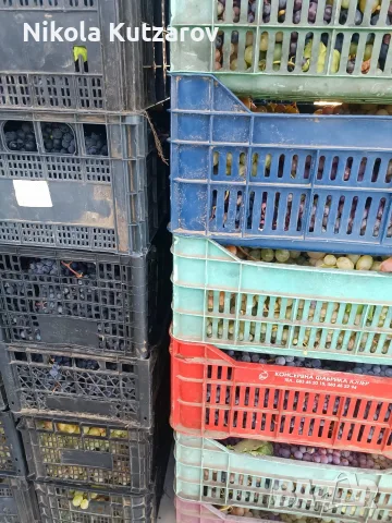 Продавам грозде букет - 0,75 евро/кг, снимка 5 - Домашни продукти - 56338629