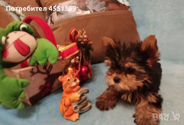 Йоркширски териер мини, снимка 2 - Йоркширски териер - 52881819