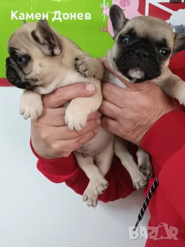 Френски булдог french bulldog , снимка 11 - Френски булдог - 56271586