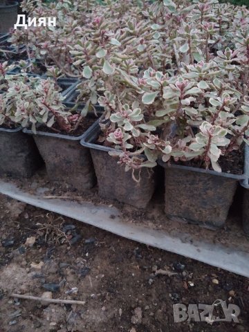 СЕДУМ ТРИКОЛОР Sedum spurium Tricolor

, снимка 2 - Градински цветя и растения - 42097732