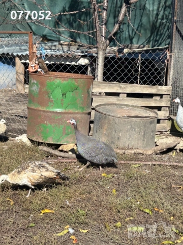 Мъжка токачка