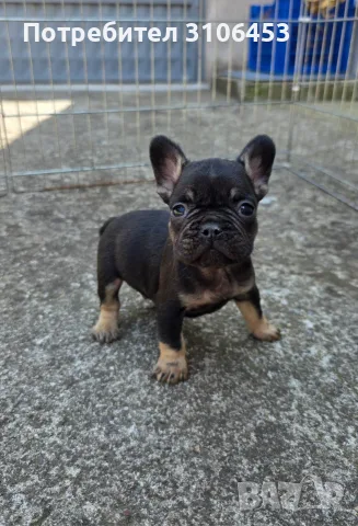 Френски булдог French Bulldog, снимка 2 - Френски булдог - 55795406