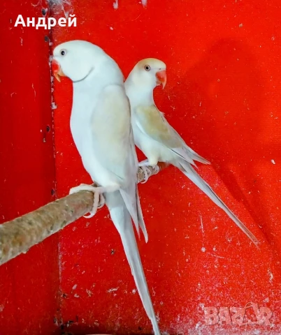 Папагали Александри мъжки и женски , снимка 1