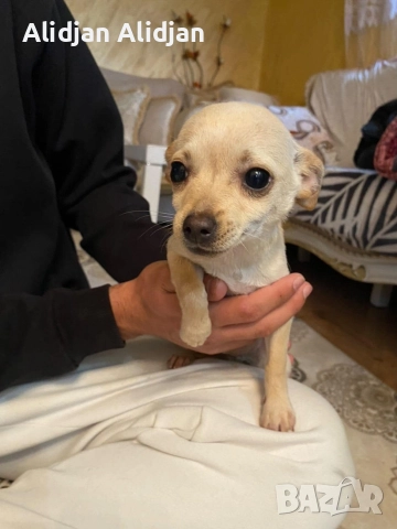 Продават се Чихуахуа и Пинчери, снимка 13 - Чихуахуа - 52679347