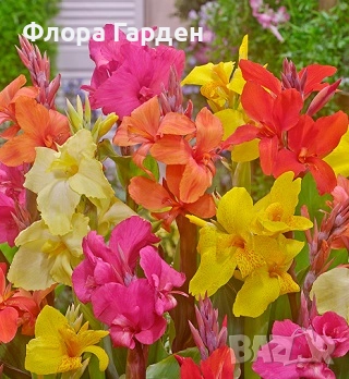 КАННА, КАЛА - Грудки/ ПРЕДВАРИТЕЛНИ поръчки, снимка 9 - Сортови семена и луковици - 49236562