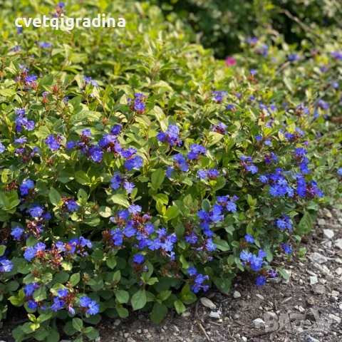 Ceratostigma plumbaginoides blue(Цератостигма Синя), снимка 3 - Градински цветя и растения - 51089556