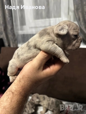 Френски булдог, снимка 7 - Френски булдог - 52687045