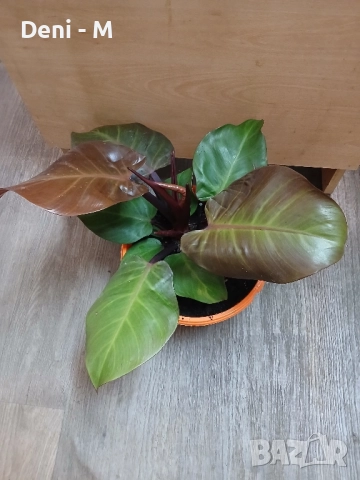 Филодендрон 
