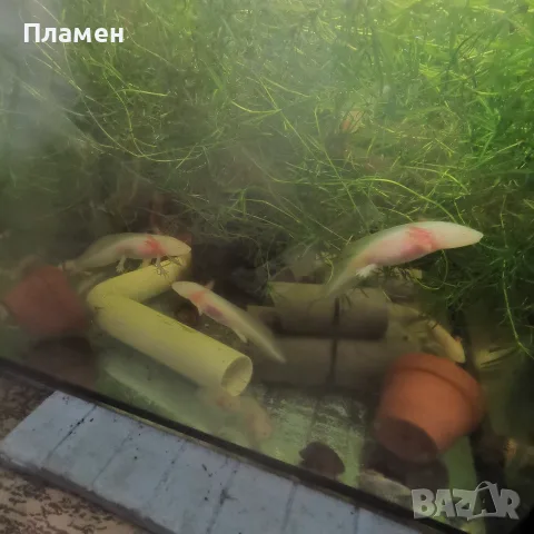 Аксолотъл//Амбистома, снимка 4 - Рибки - 56247758