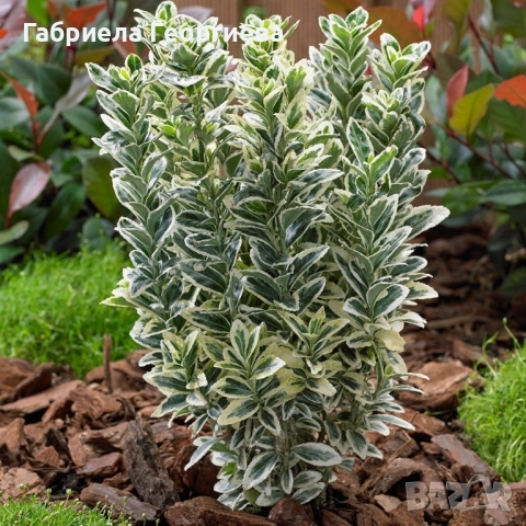 Евонимус японика , снимка 2 - Градински цветя и растения - 52022480