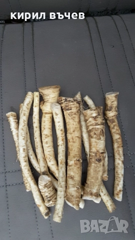 корени хрян