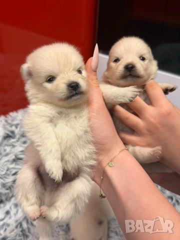 Померани, снимка 9 - Померан - 53515139