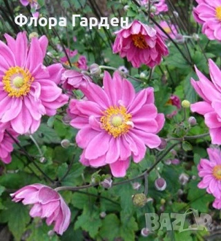 МНОГОГОДИШНИ ЦВЕТЯ - Коренища- ПРЕДВАРИТЕЛНИ ПОРЪЧКИ, снимка 4 - Градински цветя и растения - 53650042