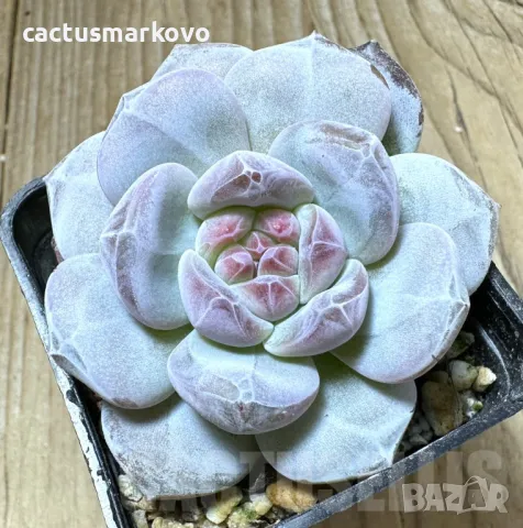 Echeveria Monroe, снимка 2 - Стайни растения - 48039214