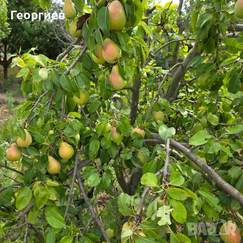 Продава се прекрасен селски имот., снимка 11 - Къщи - 55831841