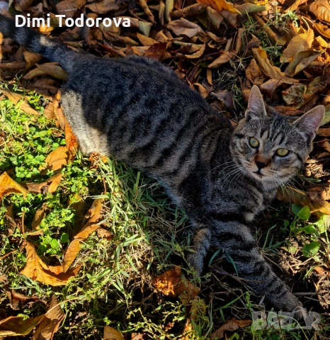 ✨ Сеньор и Тайгър търсят своя дом ✨, снимка 7 - Други - 52284340