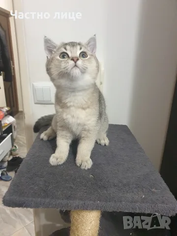 Британски красавец , снимка 6 - Британска късокосместа - 55908237