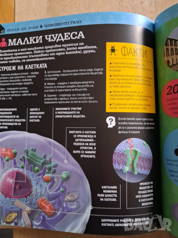 Детска енциклопедия за човешкото тяло, снимка 5 - Детски книжки - 52718503