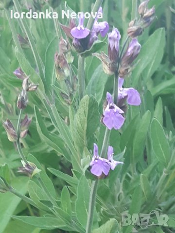 Градински чай 