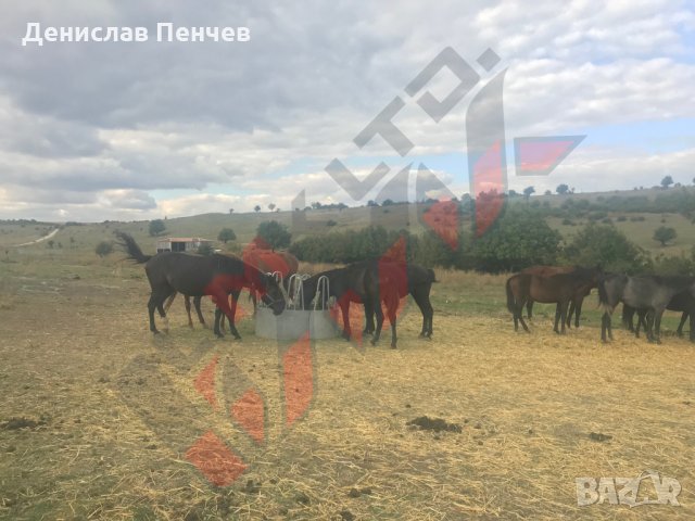 Кръгла пасищна хранилка за крави или коне PH-8S, снимка 3 - За селскостопански - 34654707