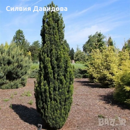 Тис, снимка 9 - Градински цветя и растения - 52501681