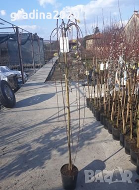    Плачеща върба (Salix caprea 'Kilmarnock'), снимка 6 - Разсади - 35828345