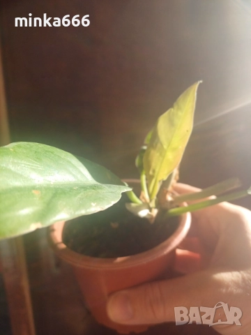 Вариегатен филодендрон., снимка 2 - Стайни растения - 52621727
