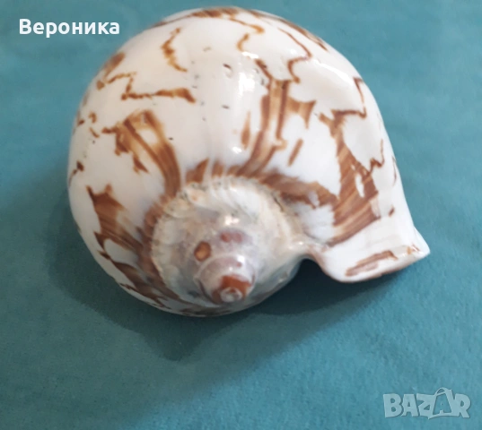 Сувенрна раковина от морски охлюв, снимка 3 - Декорация за дома - 53698924
