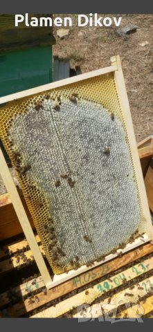 Манов мед от с. Българи, снимка 5 - Пчелни продукти - 41717256
