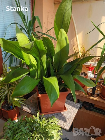 Цветя, снимка 4 - Саксии и кашпи - 51511684