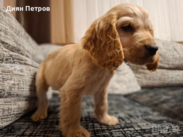 чистокръвен англииски кокер шпаньол, снимка 3 - Шпаньоли - 53025807