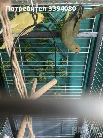 Папагали малък АЛЕКСАНДЪР