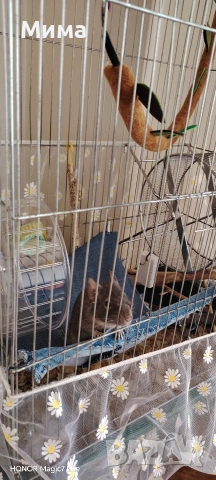 клетка за гризачи, снимка 3 - За гризачи - 53704859