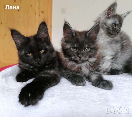 Мейн кун котенце , снимка 1